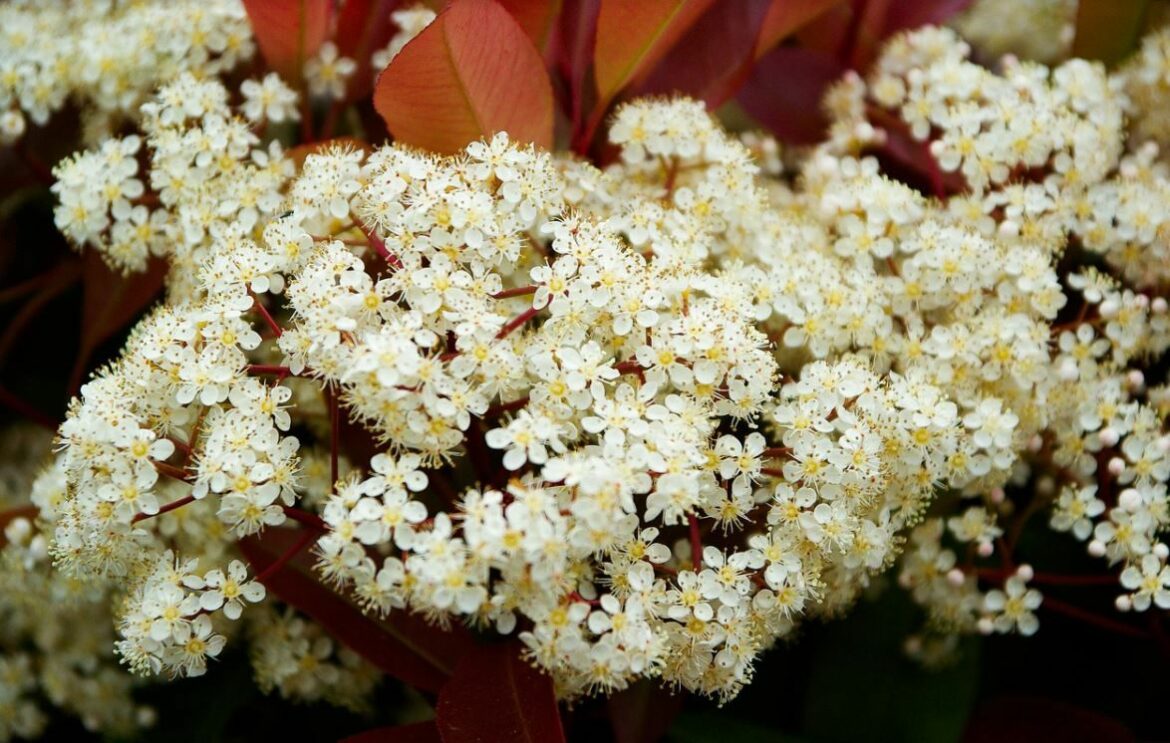 Quels arbustes pour une haie fleurie toute l'année ?