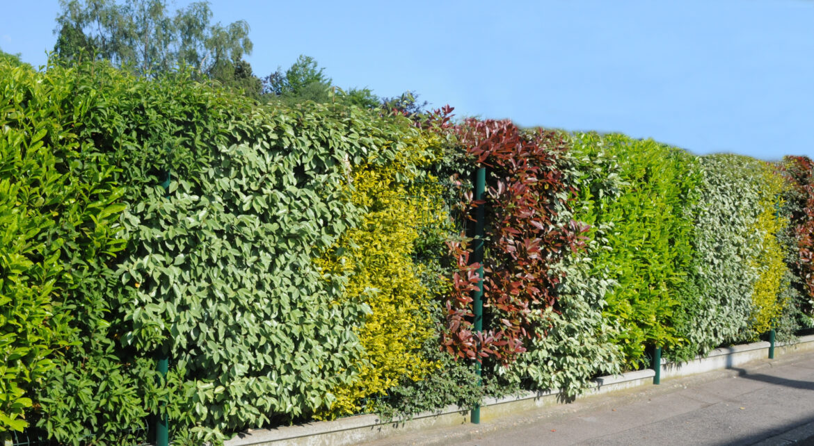 Quels arbustes pour une haie vive ?