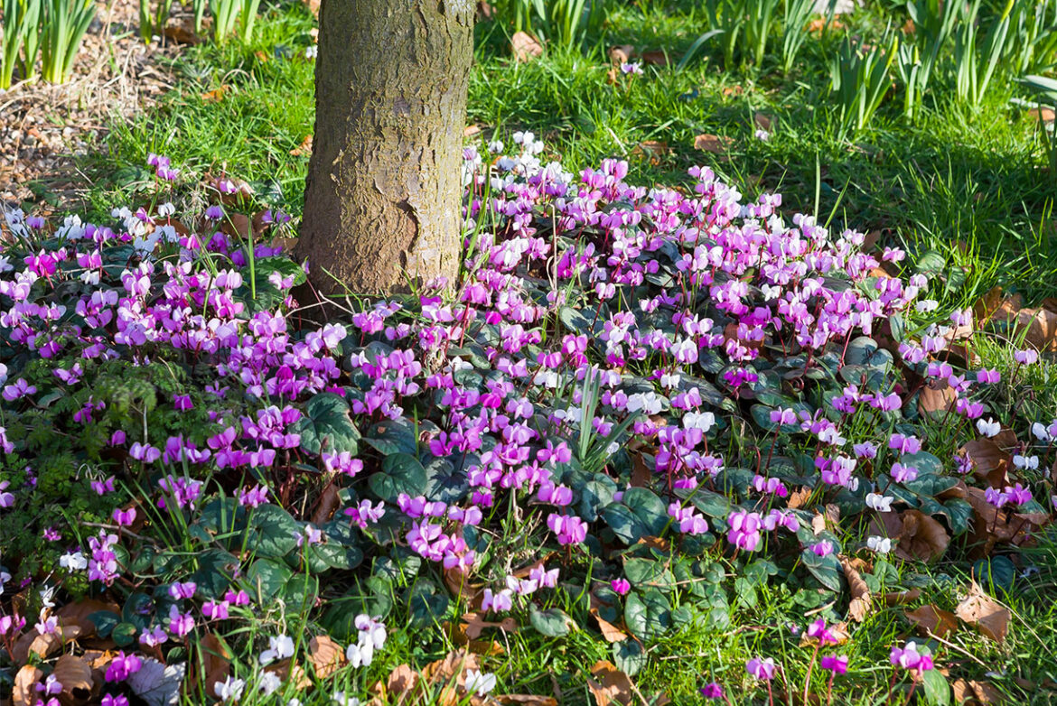 Quels légumes planter sous les arbres ?