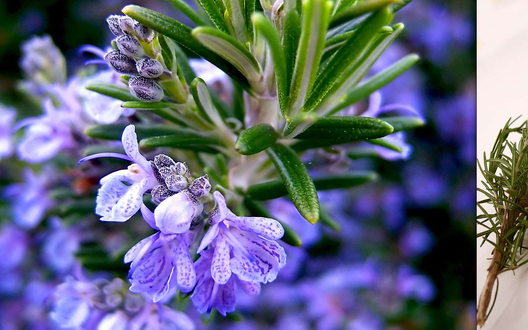 Розмарин фото описание как выглядит. Rosmarinus officinalis. Розмарин Крымский. Розмарин цветет. Розмарин цветочки.