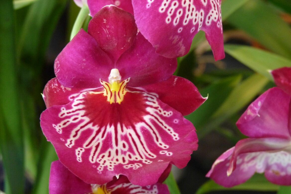 Quels sont les plantes qui ont des fleurs ?