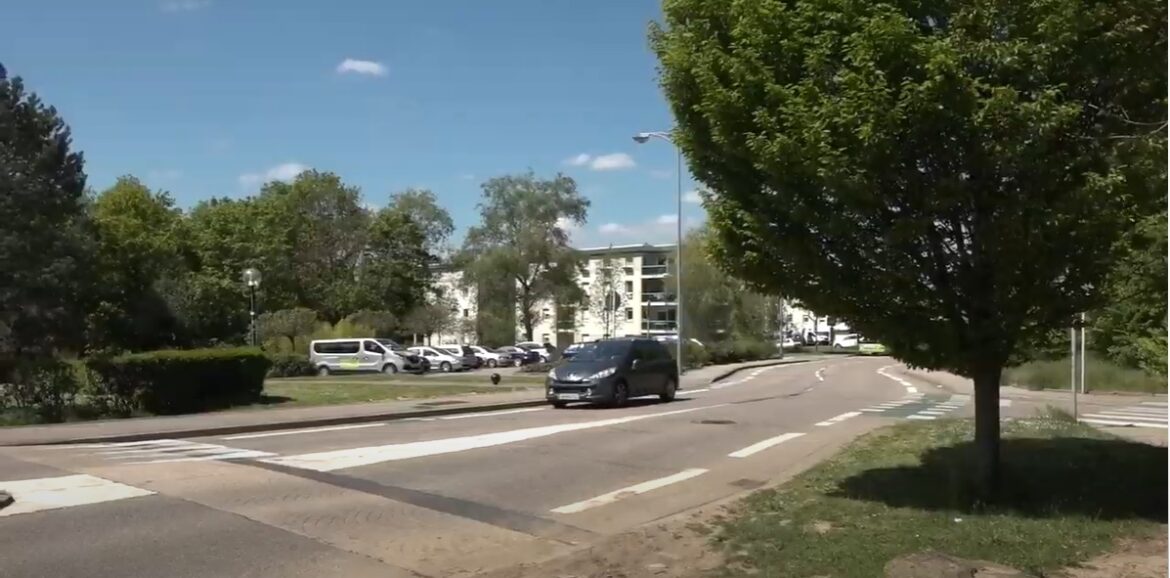 Quels sont les tortues qui restent petites ?