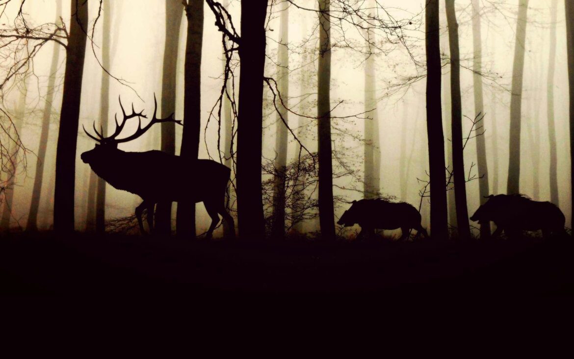 Quels sont les types de forets ?