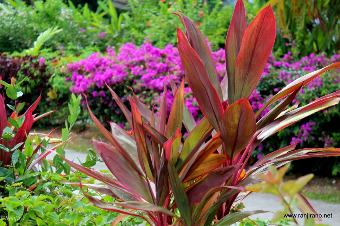 Qu'est-ce que la fleur rouge dans le livre de la jungle ?