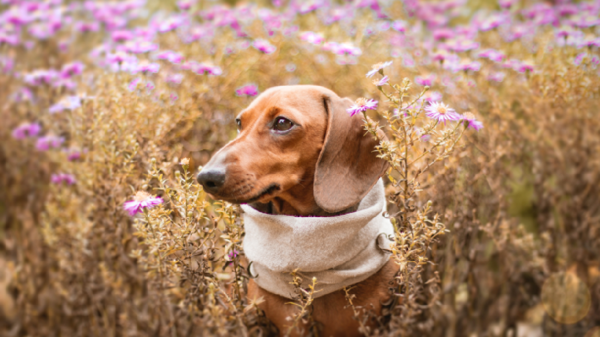 Qu'est-ce que les cafards n'aiment pas ?