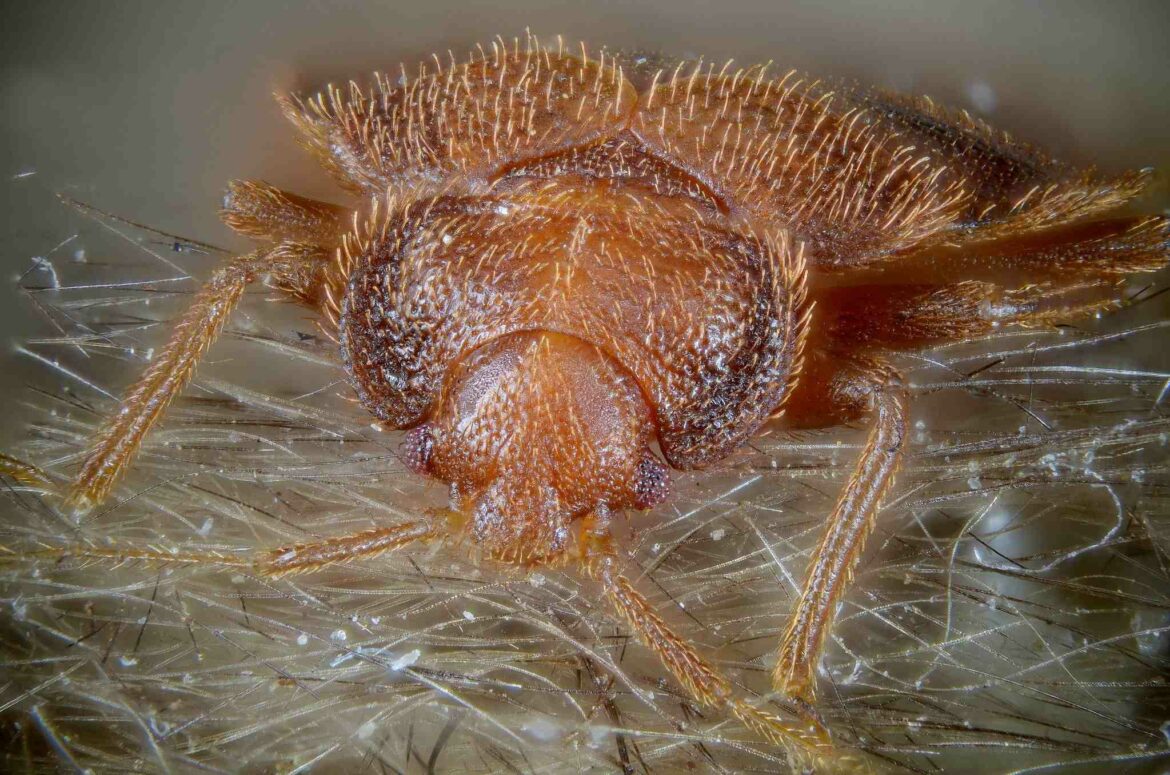 Qu'est-ce qui attire le plus les punaise de lit ?