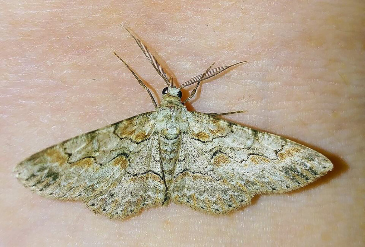 Qu'est-ce qui attire les mites textiles ?