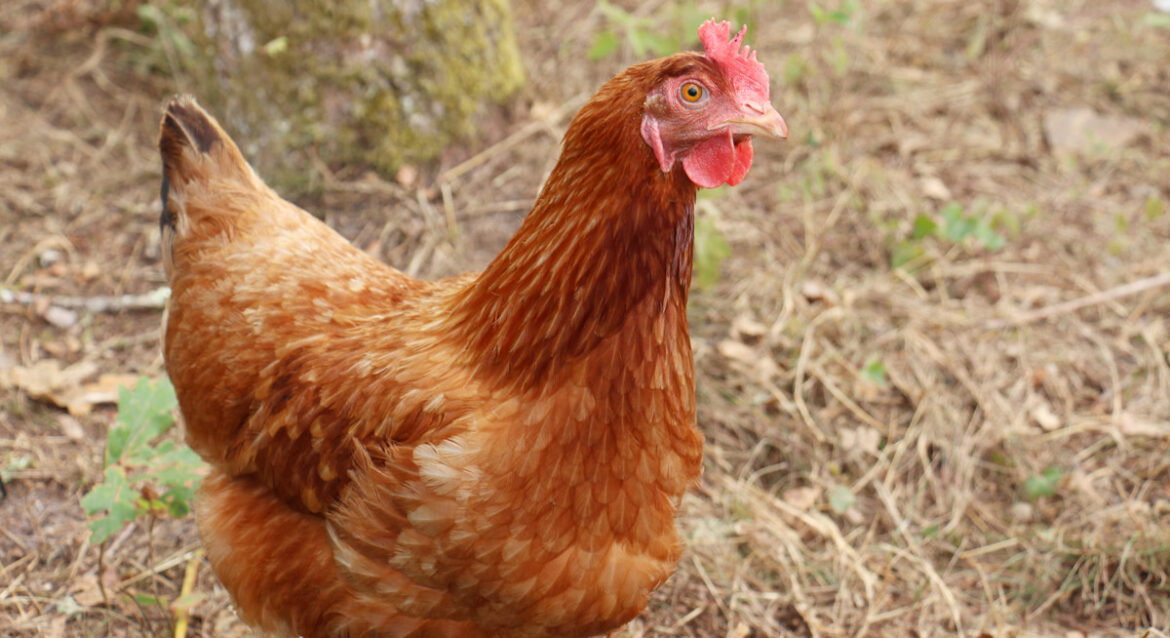 Qui donne des poules pondeuses ?
