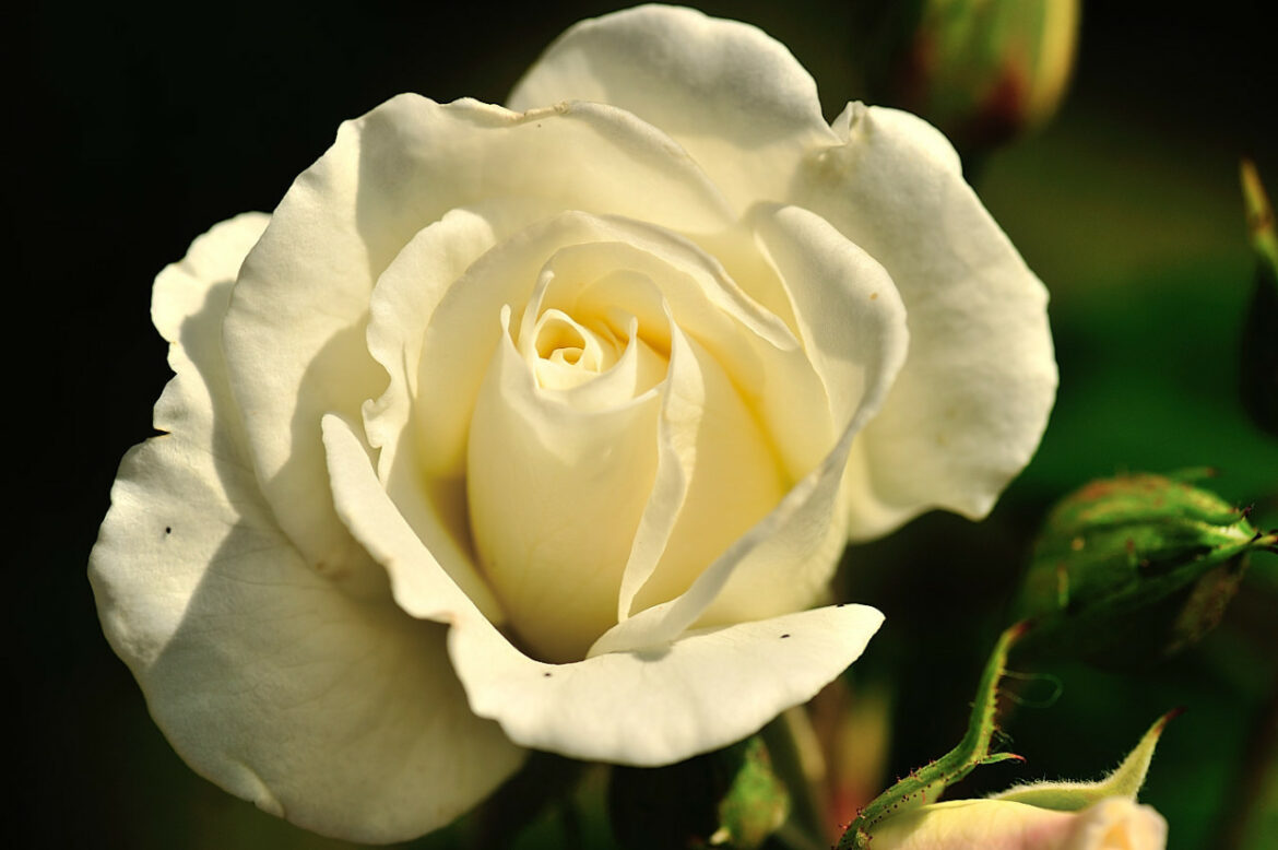 Qui signifie les rose Blanche ?