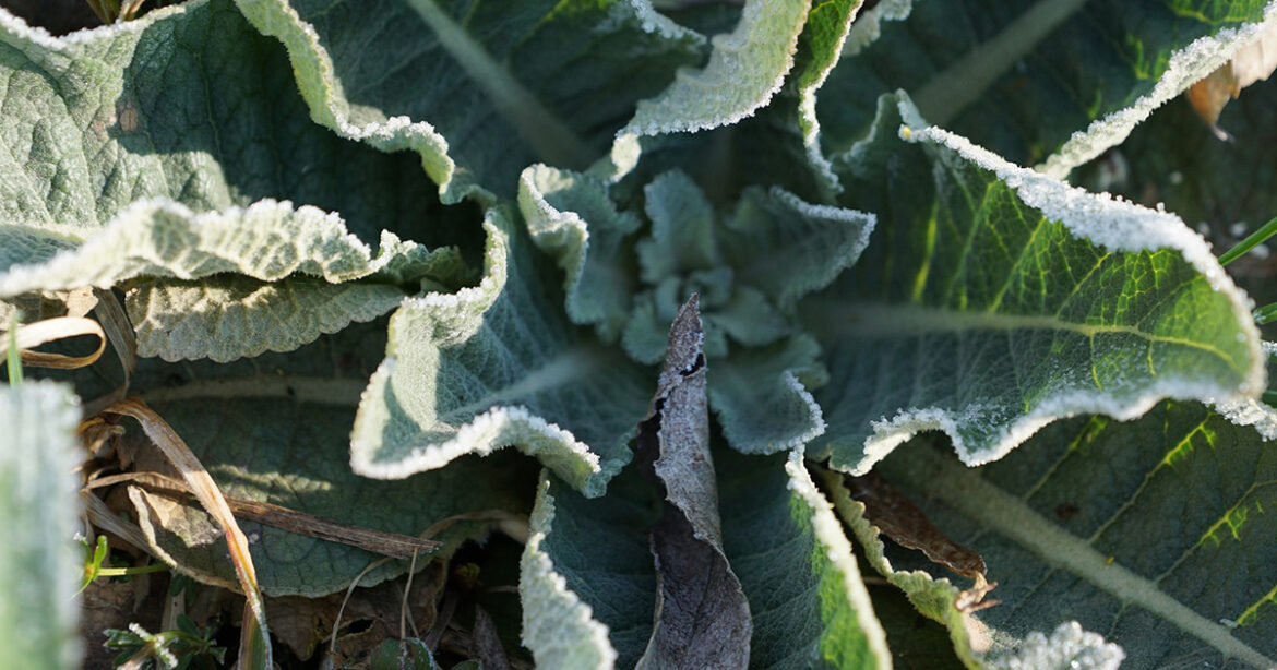 Qui sont les saints de glace 2020 ?