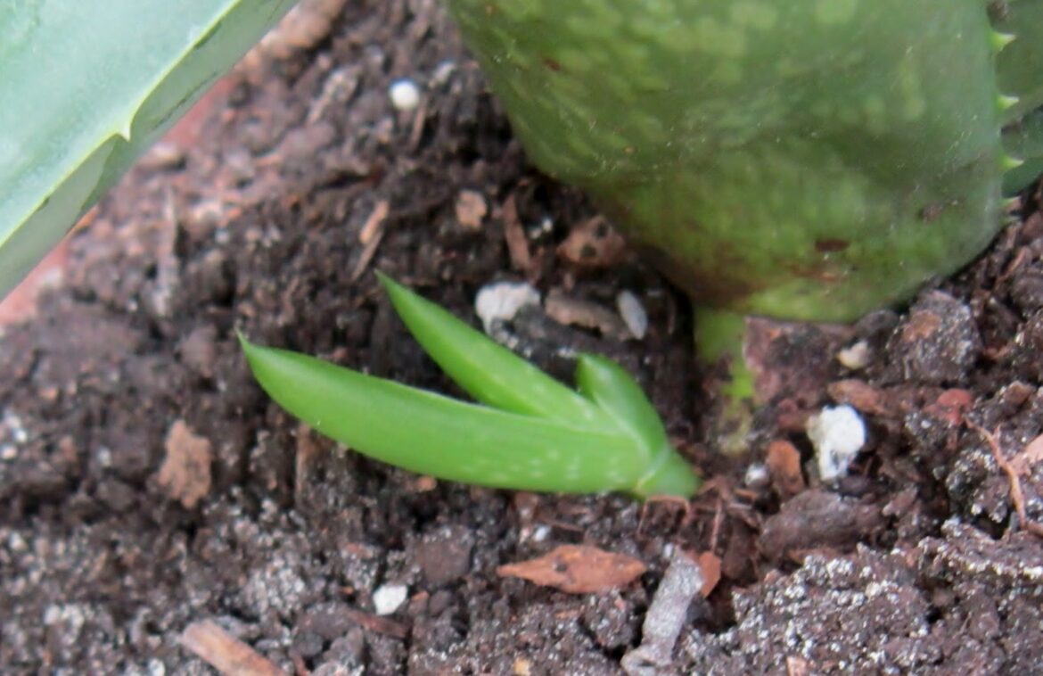 Where should I put aloe vera plant in my house?
