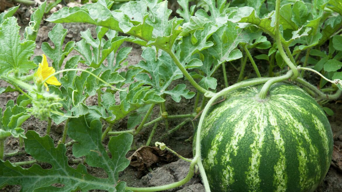 Can I grow melons in pots?