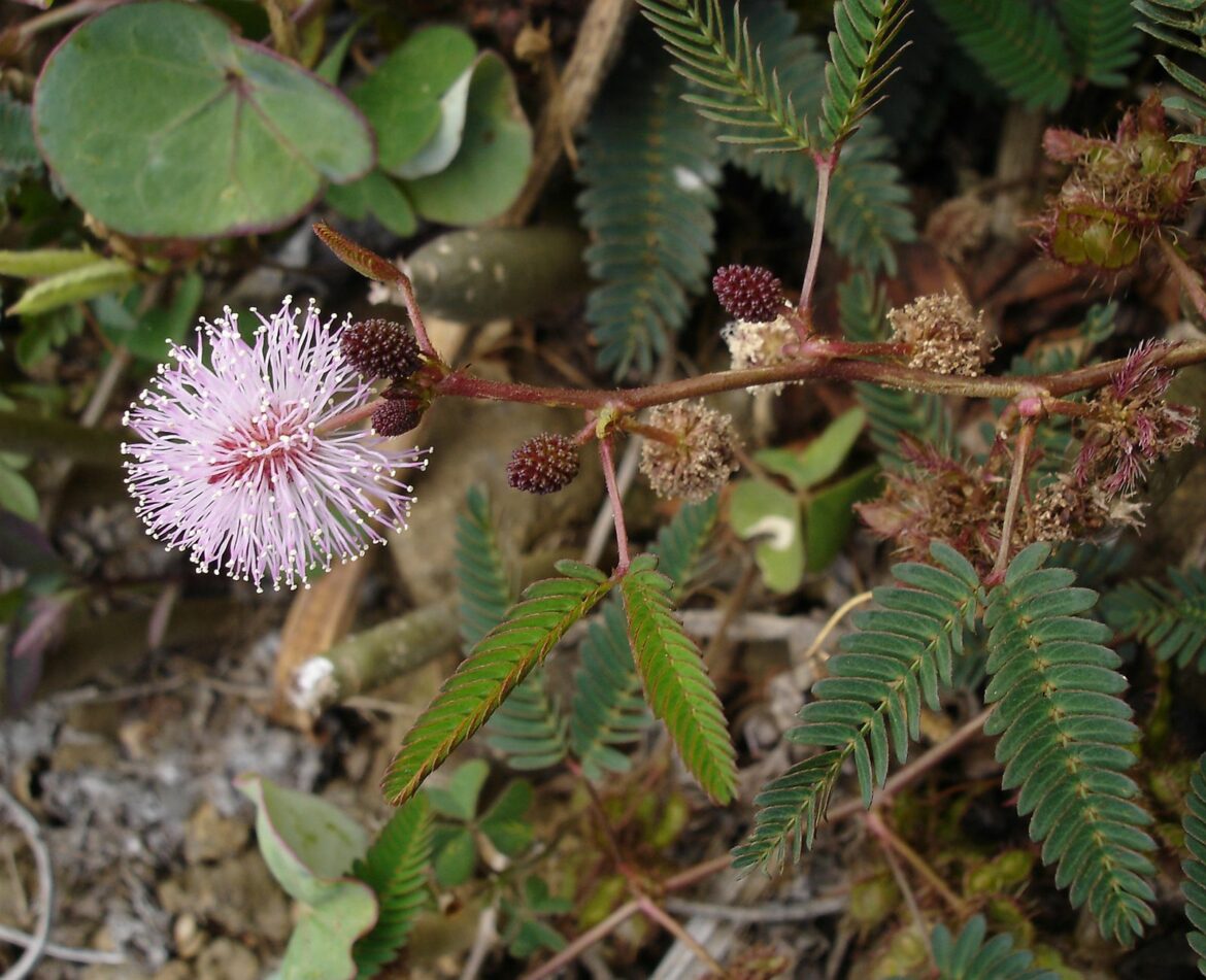 Can you touch a sensitive plant too much?