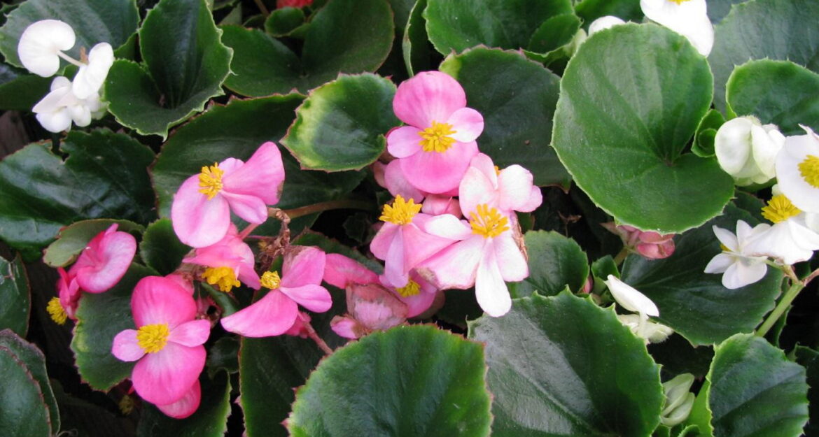 C'est quoi le type d'une plante ?