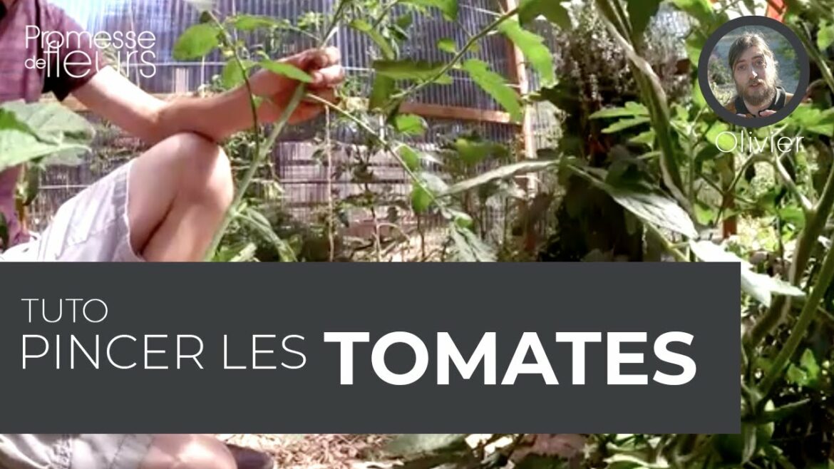 C'est quoi pincer une plante ?