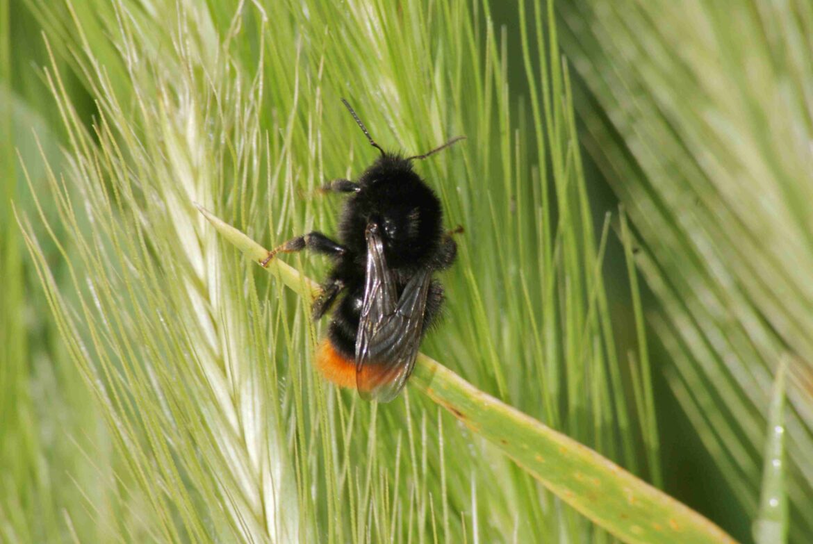 C'est quoi qui attire les bourdons ?