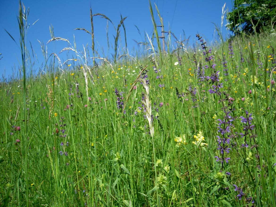 C'est quoi un Fourrageur ?