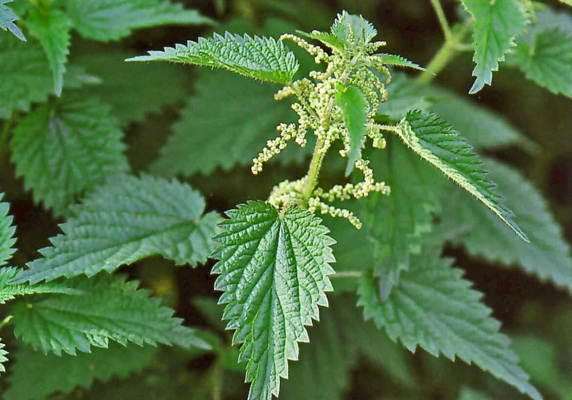 C'est quoi une Oukhty ?