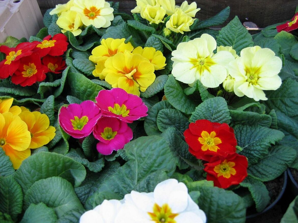 C'est quoi une vivace bisannuelle ?