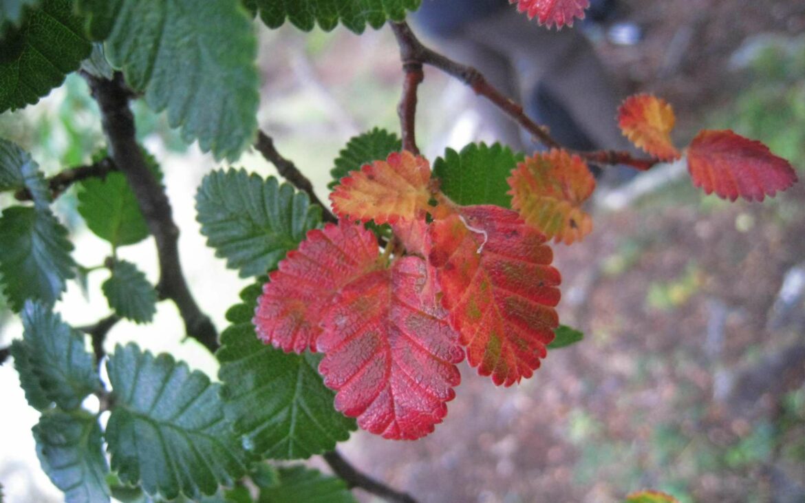 Comment Appelle-t-on les feuilles qui dure une saison ?