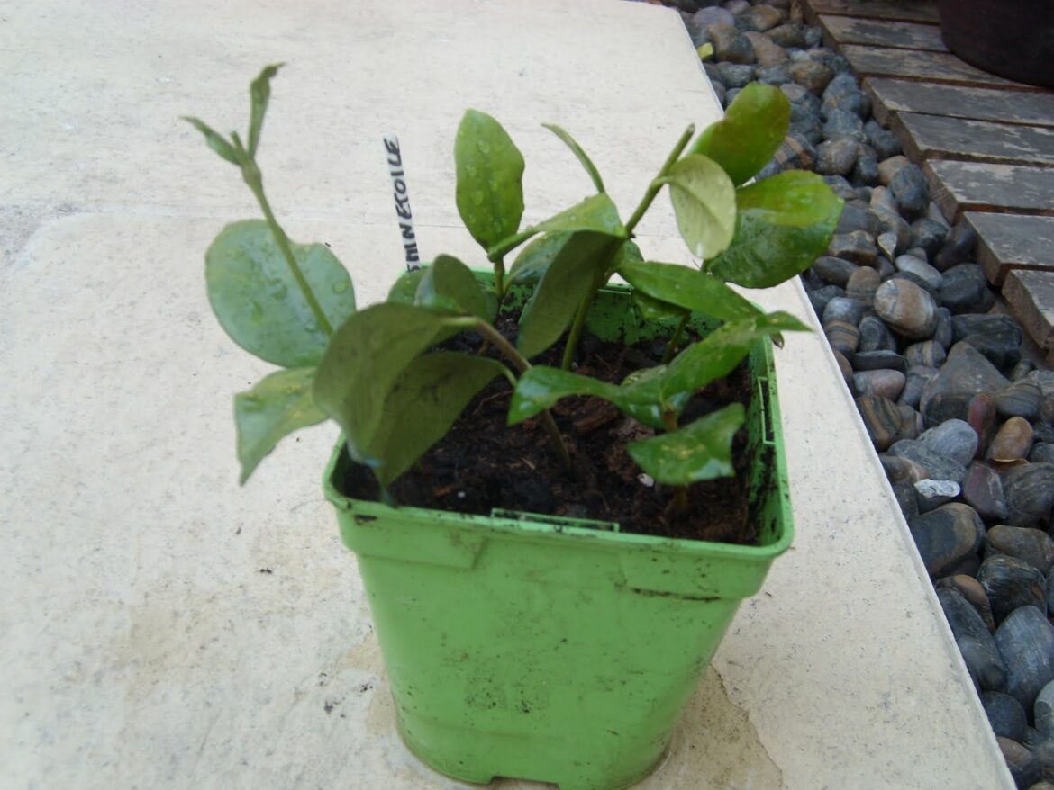 Comment Marcotter du jasmin ?