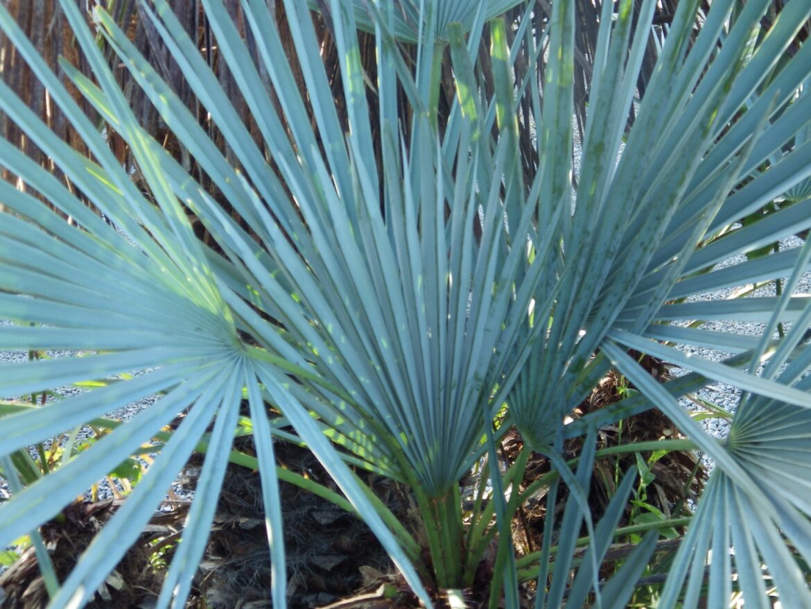 Comment accélérer la croissance d'un palmier ?