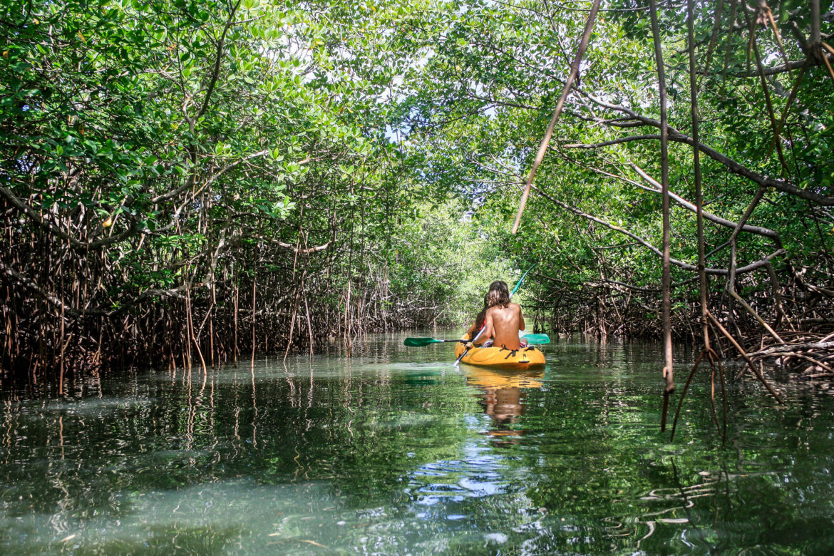 Comment aller visiter la mangrove en Guadeloupe ?