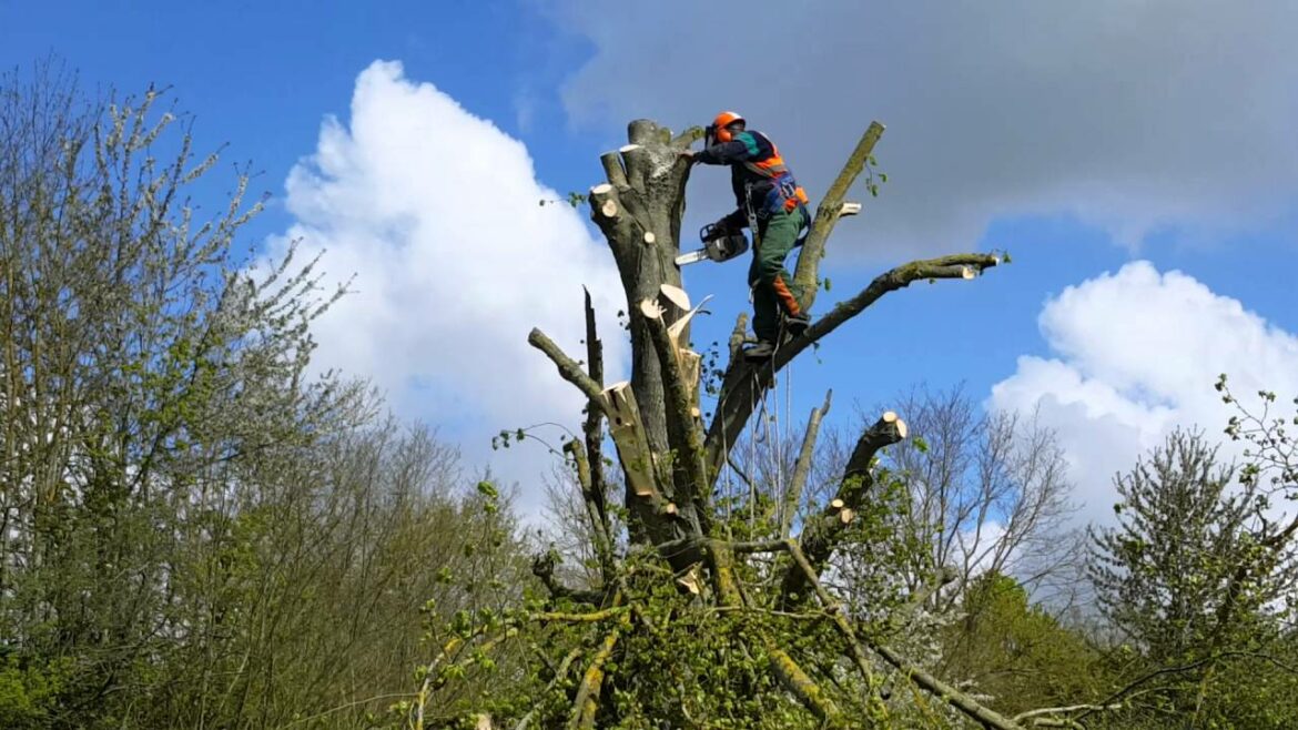 Comment arrêter la croissance d'un arbre ?