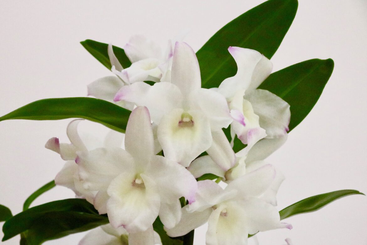 Comment arroser Le Dendrobium nobile ?