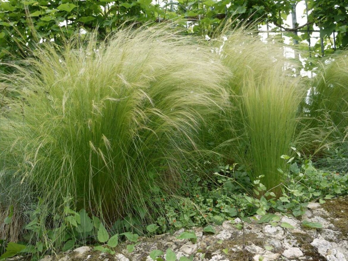 Comment arroser des cheveux d'ange ?