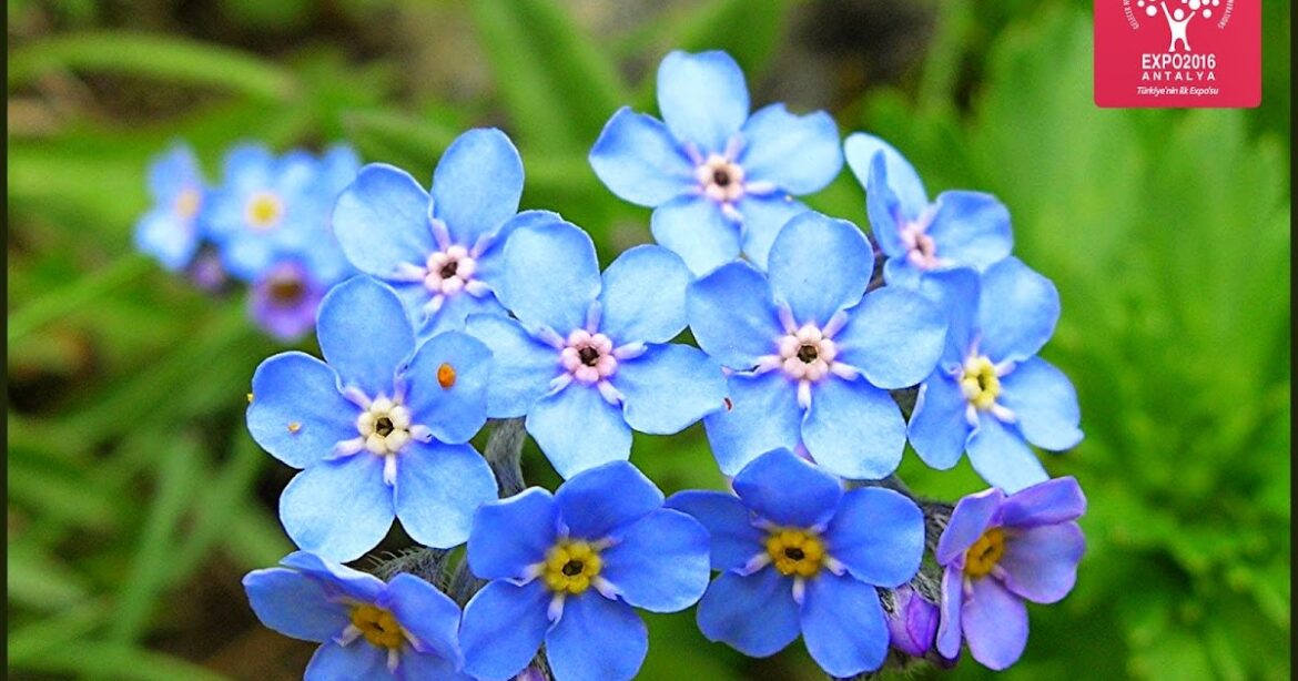 Comment arroser des myosotis ?