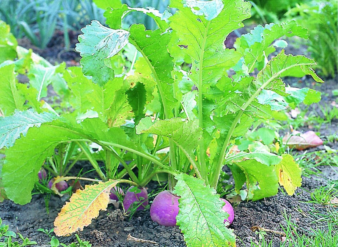 Comment arroser les navets ?