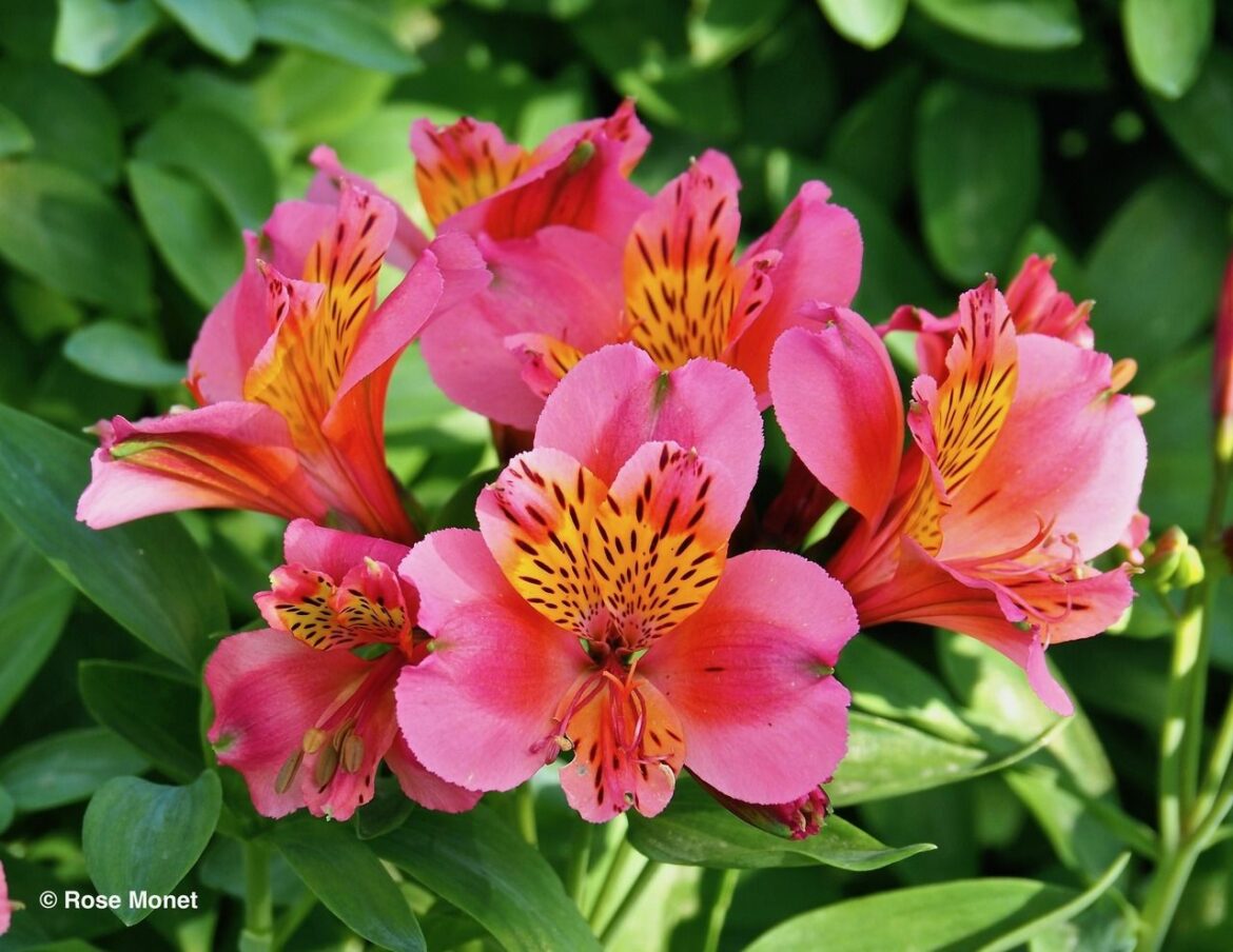 Comment arroser un Alstroemeria ?
