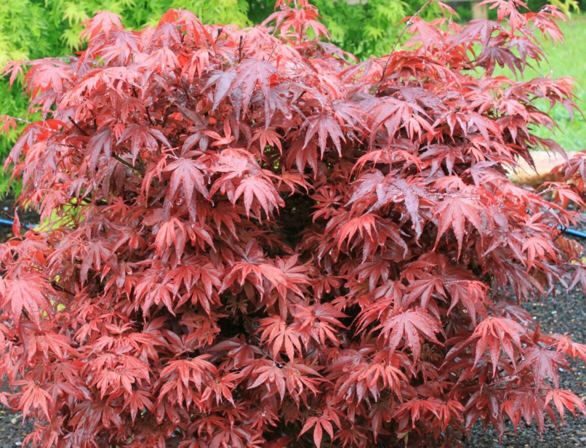 Comment arroser un érable ?