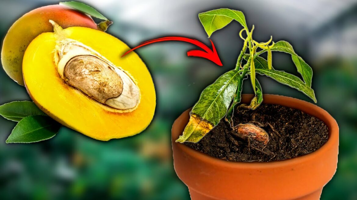 Comment arroser un jeune manguier ?