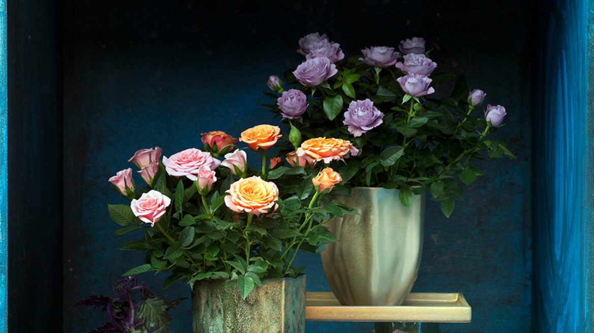 Comment arroser un mini rosier en pot ?