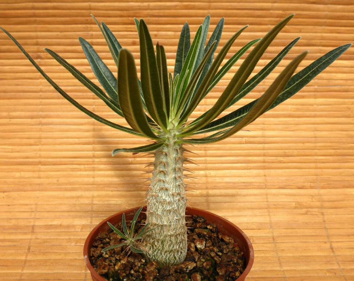 Comment arroser un palmier de Madagascar ?