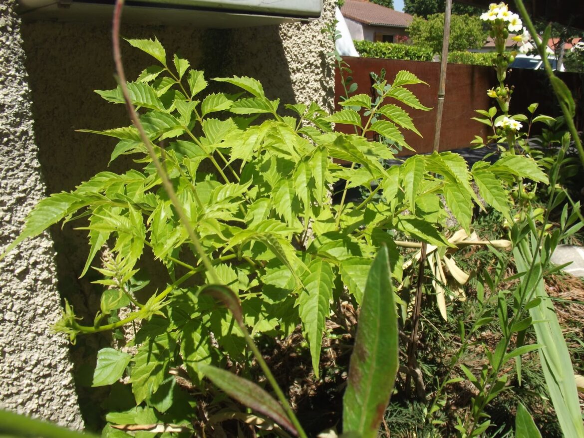 Comment arroser une bignone ?