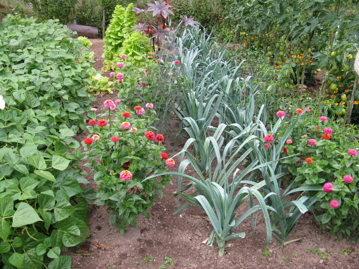 Comment associer fleurs et légumes au potager ?