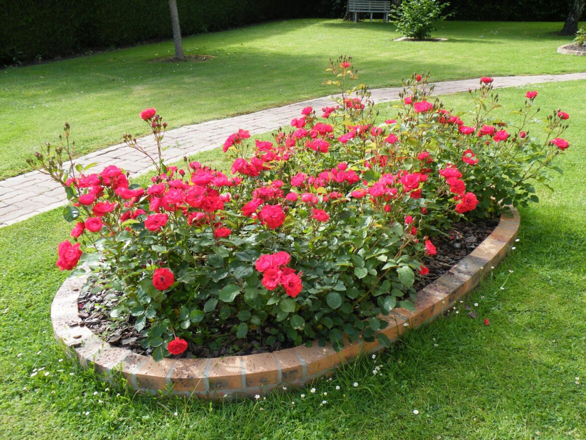 Comment associer les rosiers entre eux ?