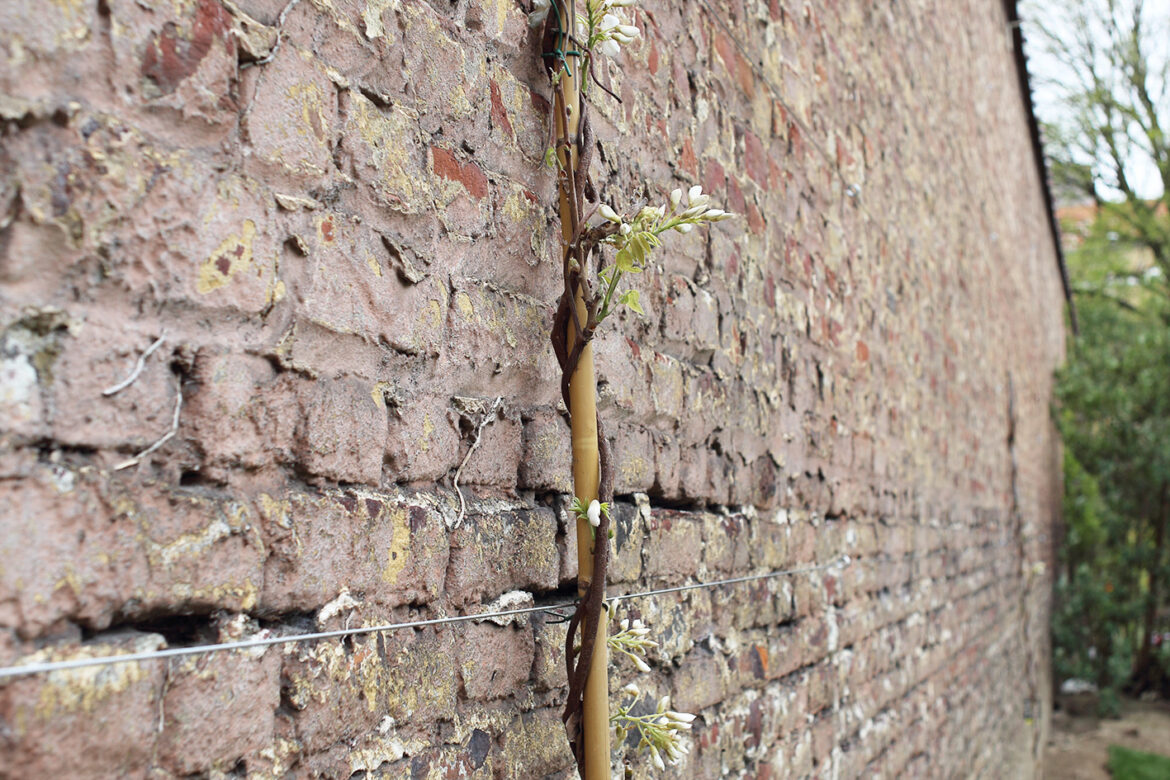 Comment attacher un jasmin grimpant ?