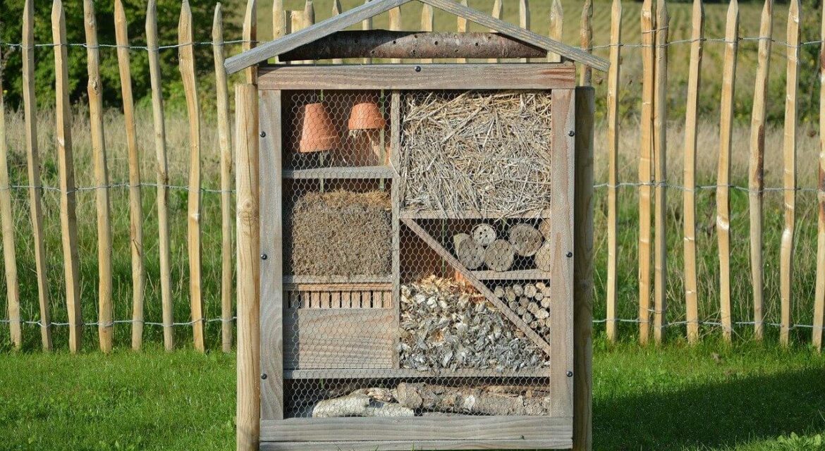 Comment attirer les insectes dans un hôtel à insectes ?