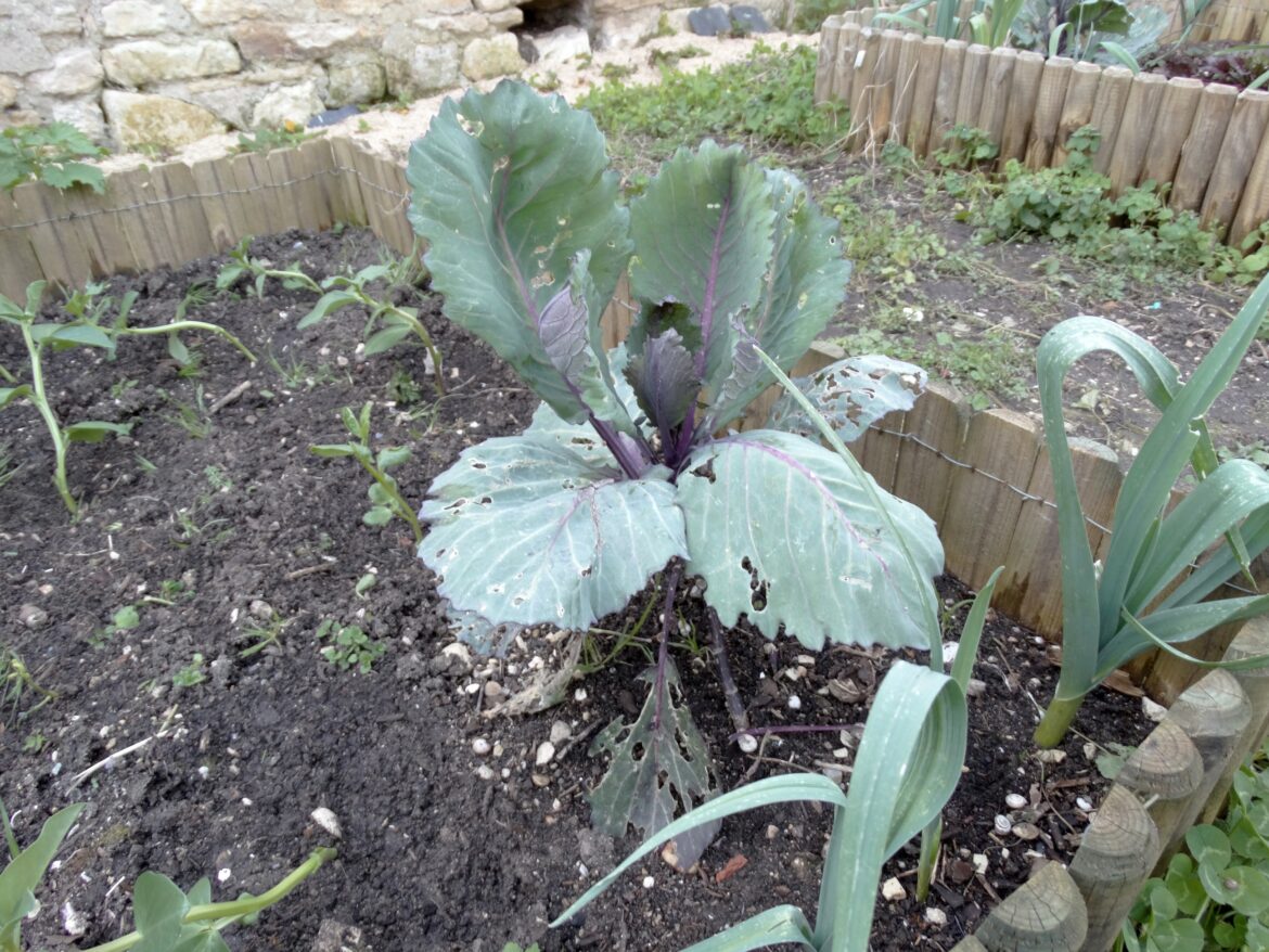 Comment avoir de beau choux rouge ?