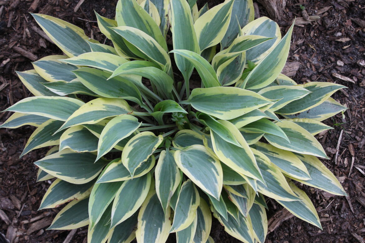 Comment avoir de beaux hostas ?