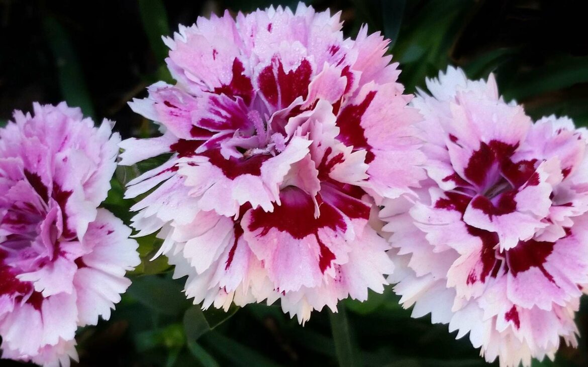 Comment avoir de beaux œillets ?