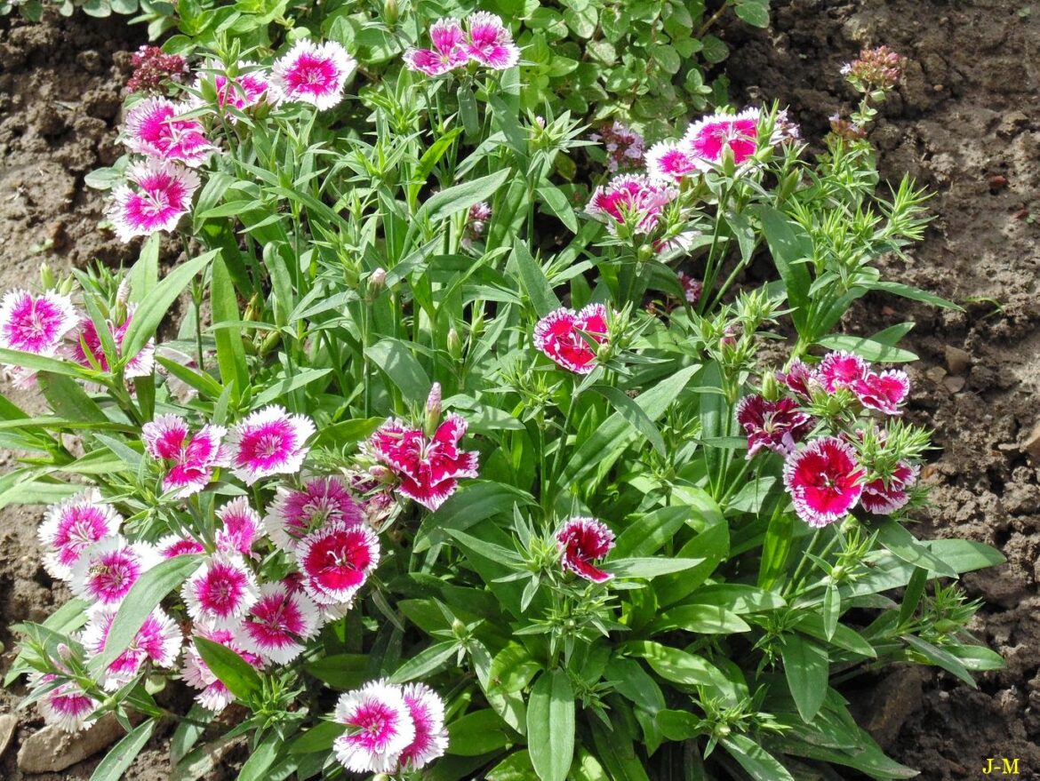 Comment avoir de beaux œillets ?