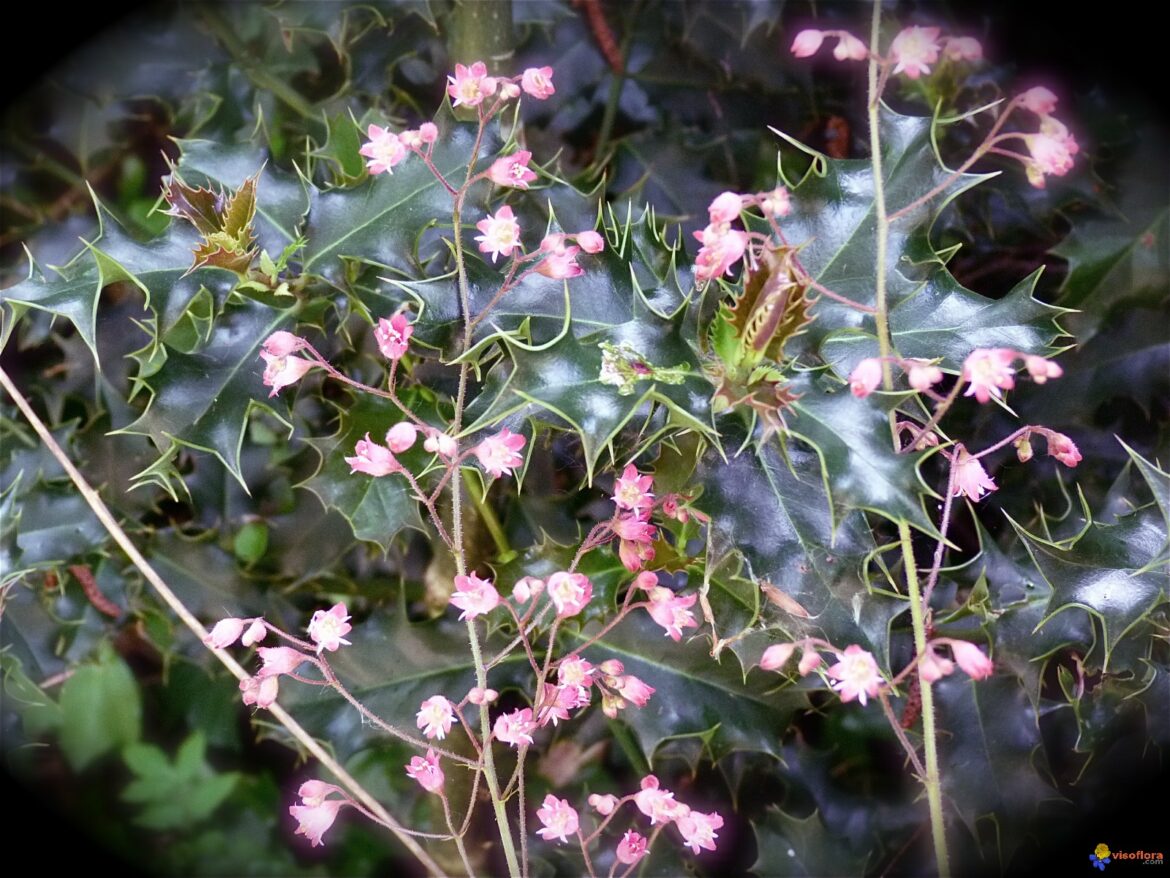 Comment avoir de belles Heuchères ?