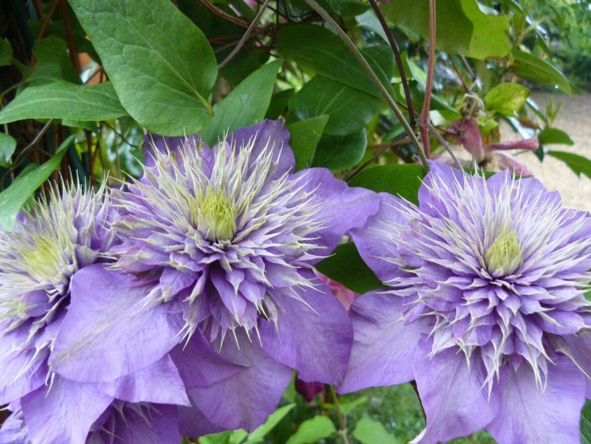 Comment avoir de belles clématites ?