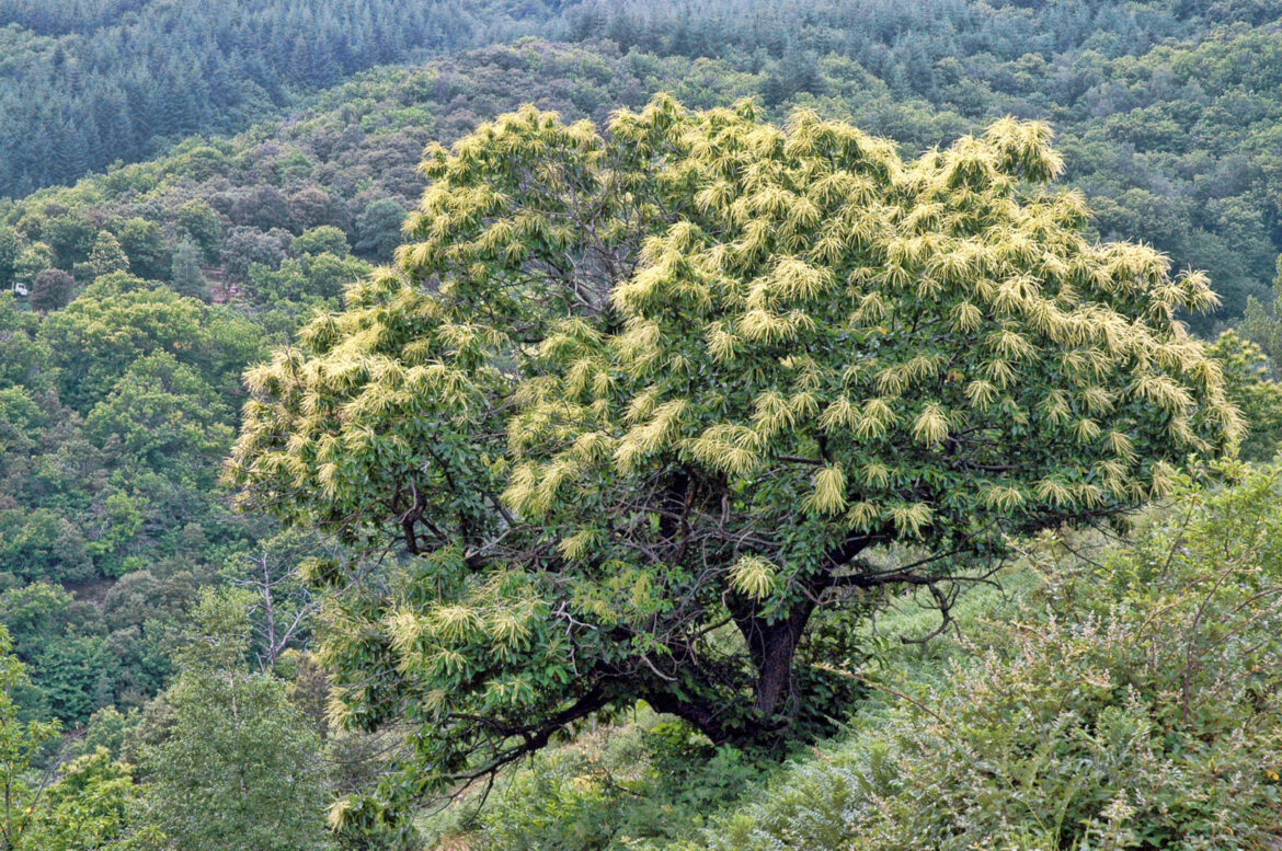 Comment avoir de grosses châtaignes ?