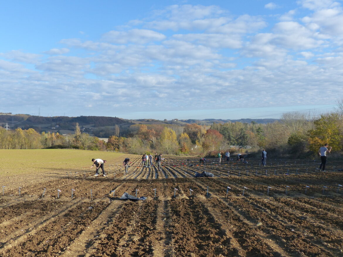 Comment avoir de grosses gousses d'ail ?